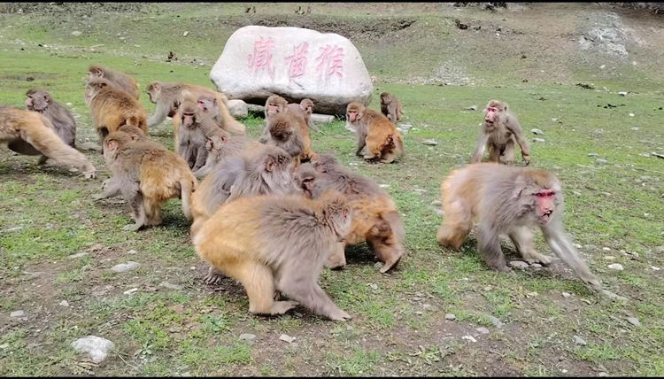 藏酋猴嬉戲打鬧。卞清越供圖