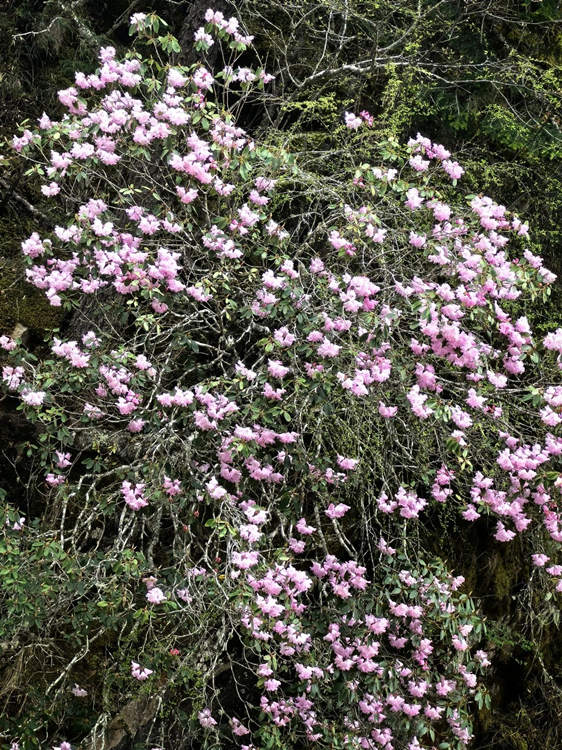 山下盛開的鮮花。卞清越供圖