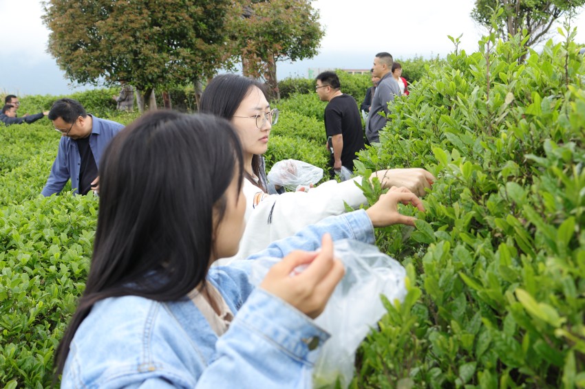 青年员工采摘茶叶。平昌县烟草专卖局供图