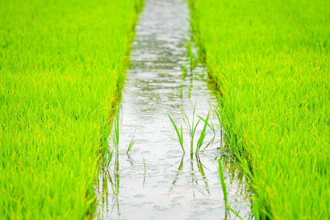 水稻满栽满插。四川省都江堰水利发展中心供图