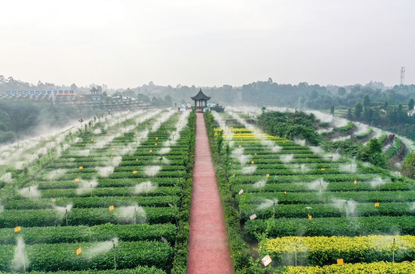 翠屏區金秋湖鎮茶園裡，茶葉節水霧灌系統。王宇供圖