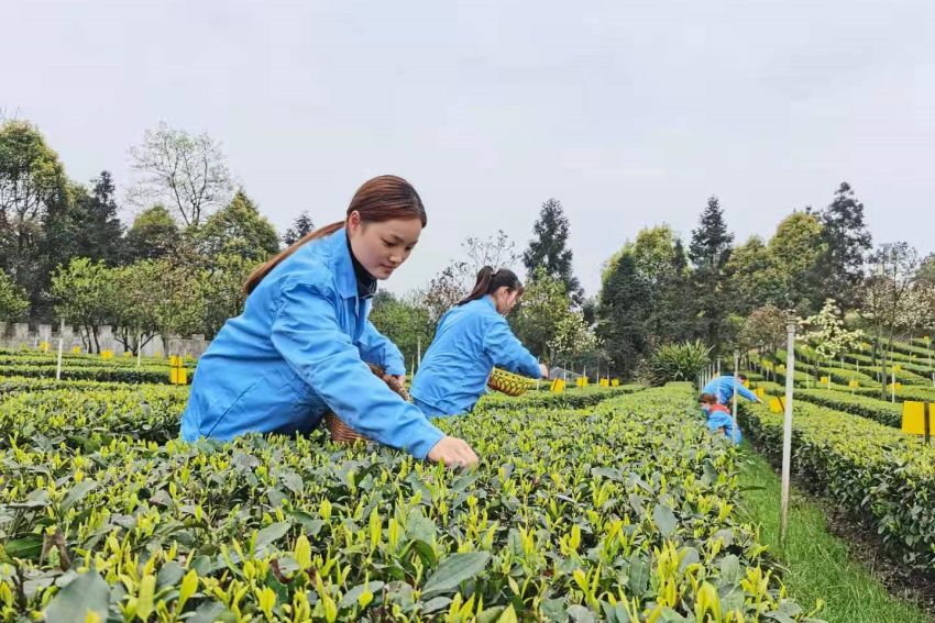 早白尖茶叶基地工人采茶忙。王春艳供图