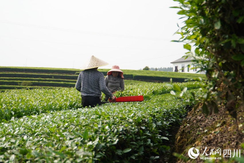 夹江县的茶农在采摘夏秋茶。人民网 赵祖乐摄