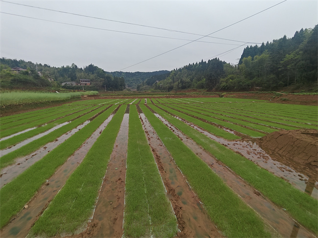 5月，天府粮仓公司种植约7万亩秧苗，包括水稻、玉米、大豆、高粱等作物。建行四川省分行供图