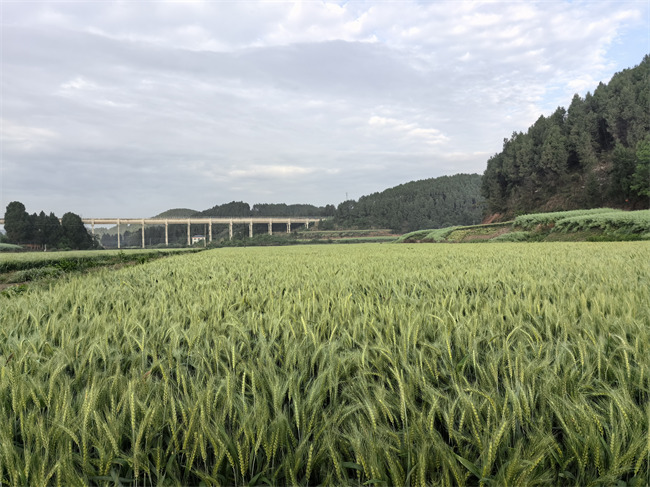 天府粮仓公司引入良种良机良法，在遂宁打造小麦高产示范区，有力带动当地农业产业水平提升，为丘陵山区发展现代农业摸索出一条可行道路。建行四川省分行供图