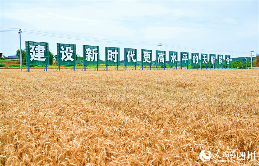 建设新时代更高水平的“天府粮仓”。人民网记者 刘海天摄