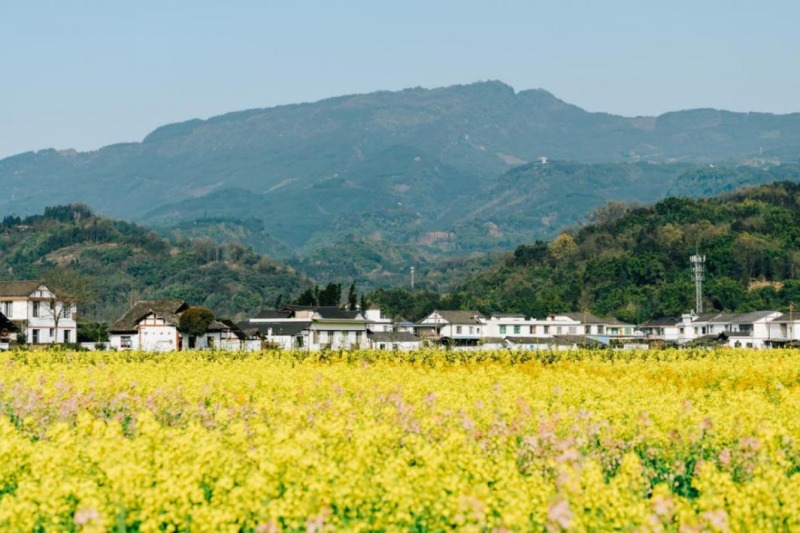 洪雅县玉屏花溪农村土地流转与规模经营建设项目现场。农发行眉山市分行供图