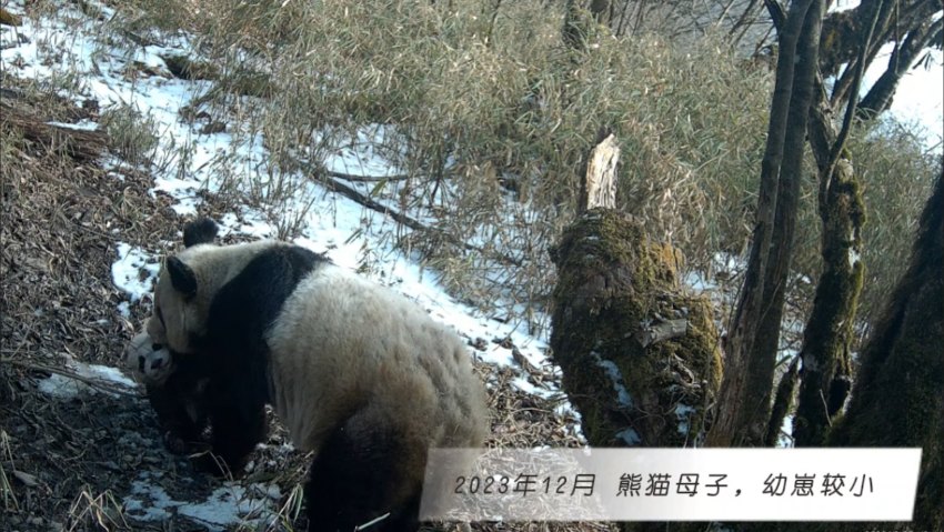 2023年12月熊猫母子，幼崽较小。大熊猫国家公园大邑管护总站供图