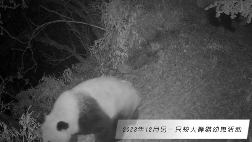 2023年12月另一只较大熊猫幼崽活动。大熊猫国家公园大邑管护总站供图