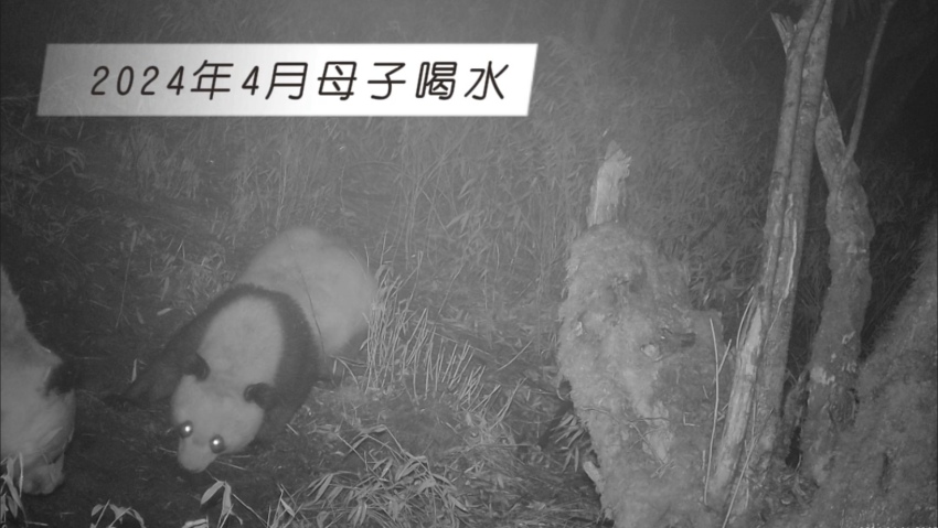 2024年4月母子喝水。大熊猫国家公园大邑管护总站供图