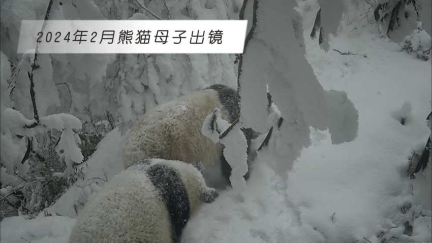 2024年2月熊猫母子出镜。大熊猫国家公园大邑管护总站供图