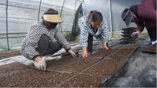 錯季蔬菜種植育苗基地裡工人們正忙著育種。李春宏攝