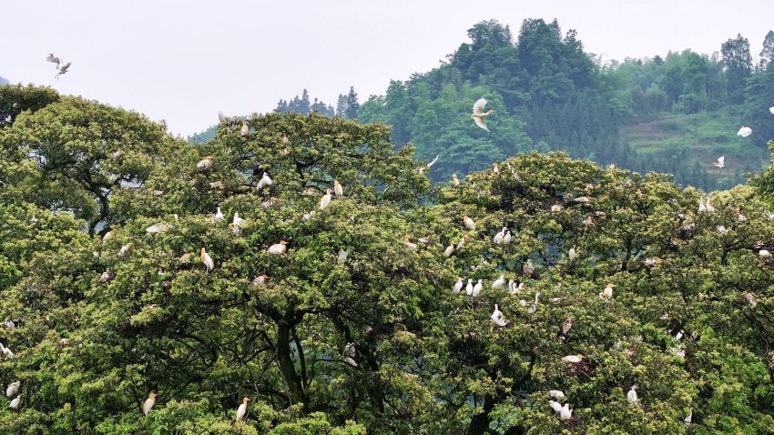 白鹭在桢楠树上。筠连县融媒体中心供图