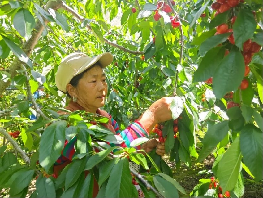 村民正在采摘大樱桃。胡利梅摄