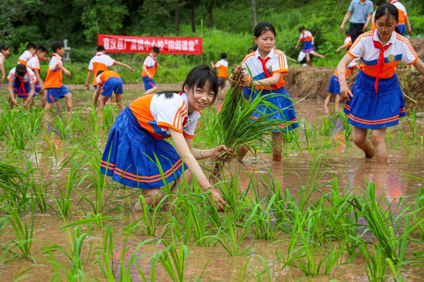 孩子们在田里插秧。宣汉县委宣传部供图
