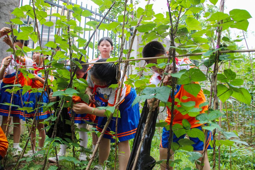 孩子们正在采摘四季豆。宣汉县委宣传部供图