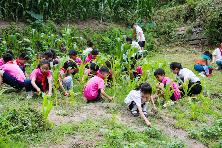 正在除草的孩子。宣汉县委宣传部供图
