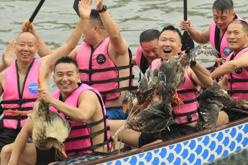 南河上演抢鸭子大戏，获胜者“狂炫耀”抢到的鸭子。新津区委宣传部供图