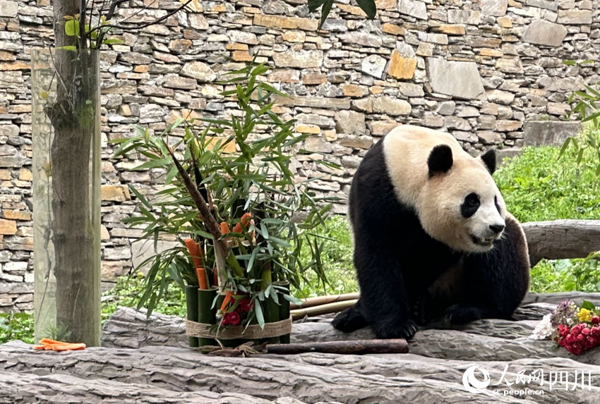 6月12日，大熊猫“福宝”正式与公众见面。人民网记者 王波摄
