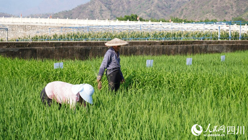 村民正在稻田里除草。人民网 彭茜摄