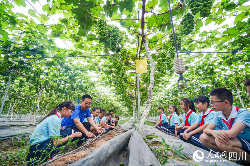 6月13日，眉山市彭山区实验小学学生前往当地的葡萄种植基地开展劳动教育社会实践活动，学生们在了解数字化葡萄种植技术。翁光建摄