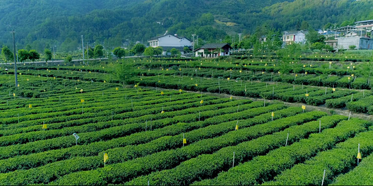 茶園一角。青川縣融媒體中心供圖