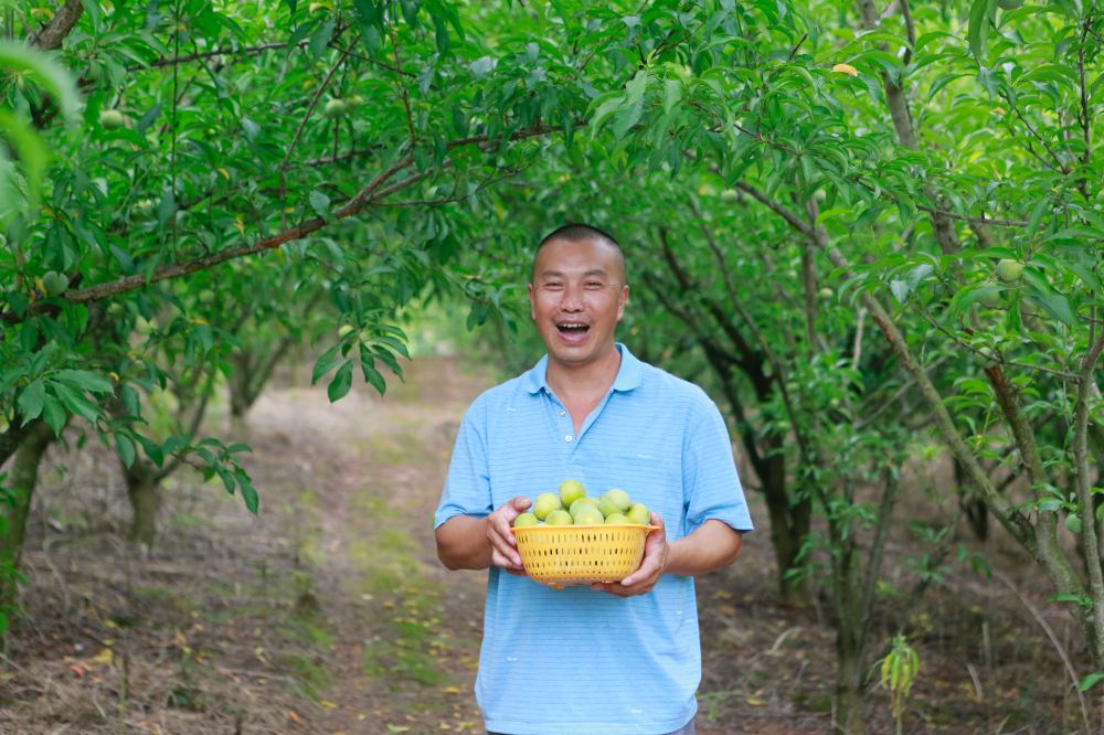 邓德均笑着推介蜂糖李。潘政吉摄