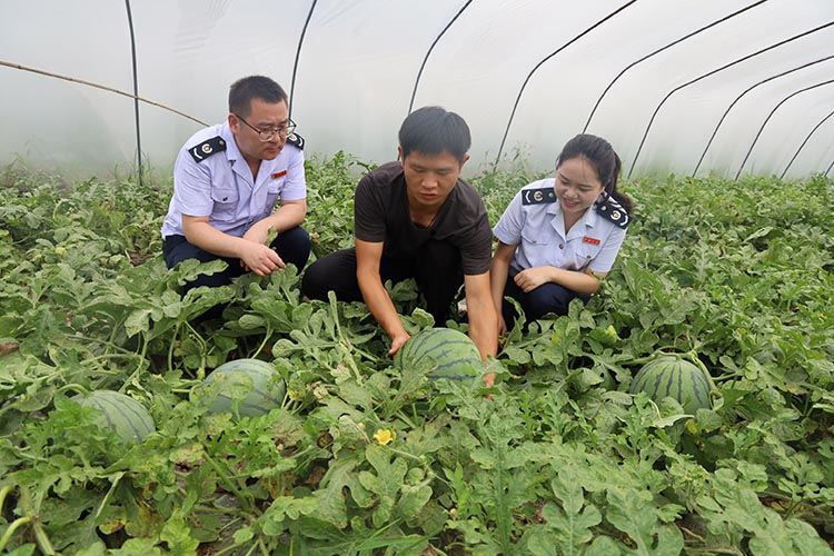 税务干部到农业种植基地了解西瓜生产情况。宣汉县税务局供图