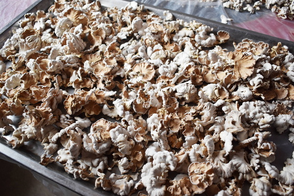 图为万源市河口镇名扬村试种的首批白参菌干品。牟丽檠摄