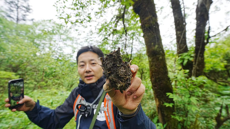 巡护队捡到熊猫粪便。崇州市融媒体中心供图