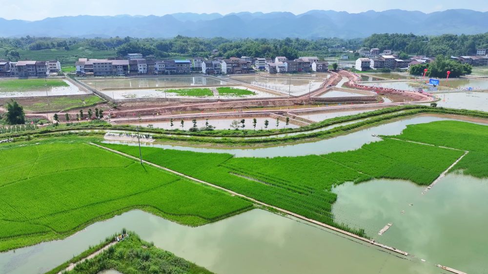 大竹县石桥铺镇稻虾产业示范基地。兰楯摄