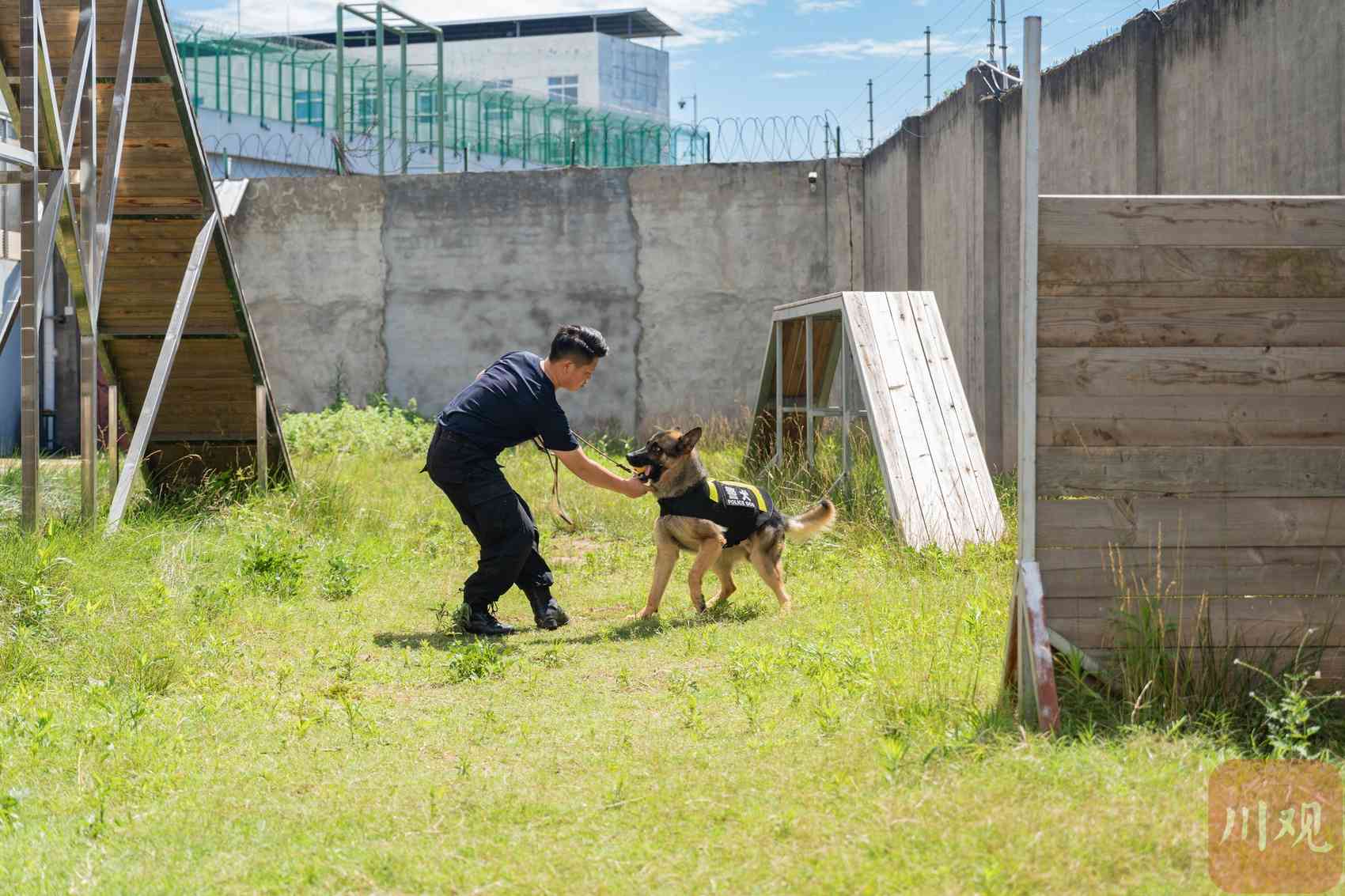 訓練中的緝毒犬。資陽市公安局供圖