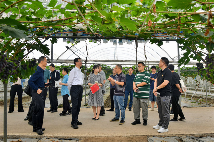 在彭山区果怡葡萄园近距离观赏采风。彭山区委宣传部供图