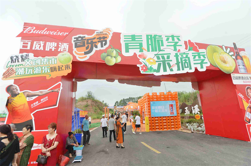 李子采摘活动。主办方供图