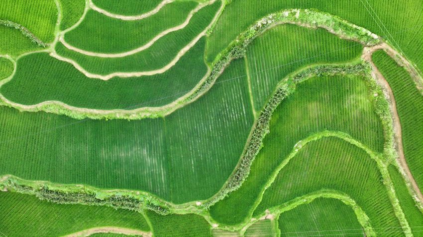 平昌县板庙镇康坪村水稻长势喜人。张书浩供图