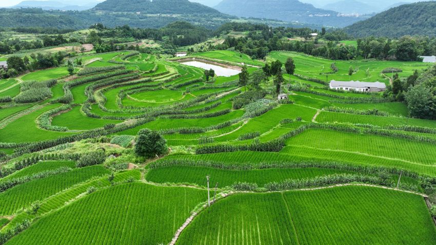 平昌县板庙镇康坪村水稻长势喜人。张书浩供图