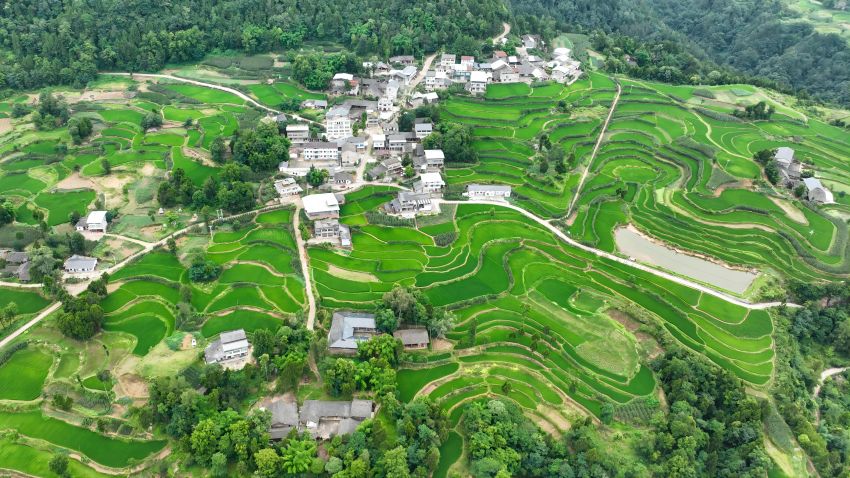 平昌县板庙镇康坪村水稻长势喜人。张书浩供图