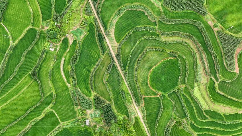 平昌县板庙镇康坪村水稻长势喜人。张书浩供图