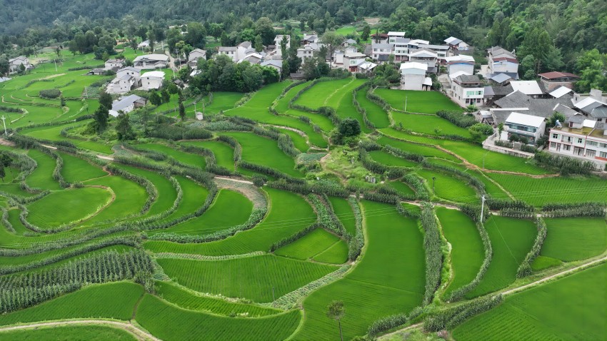 绿意盎然的稻田与错落有致的民居交相辉映。张书浩供图