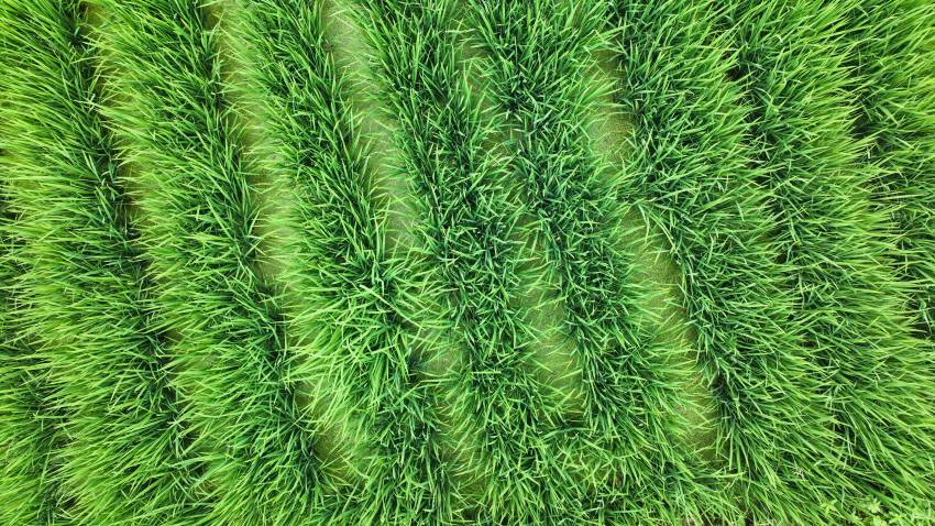 微风吹过，稻浪随风起舞。张书浩供图