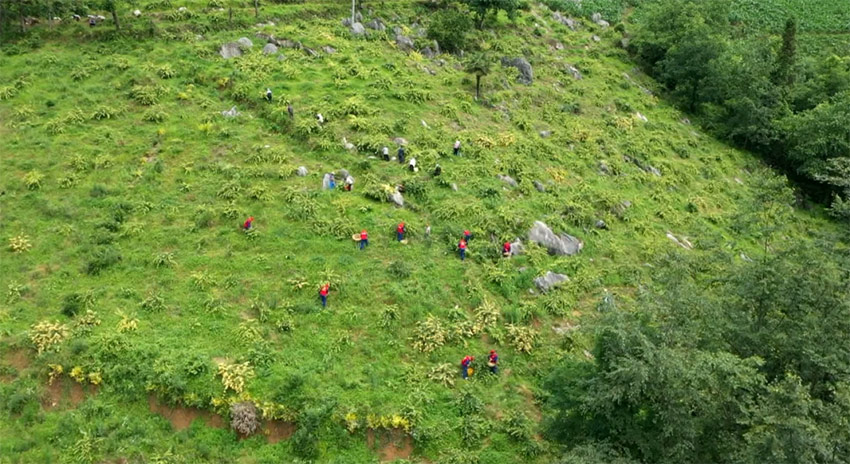 万源市旧院镇凤凰山村金银花种植基地。万源市融媒体中心供图