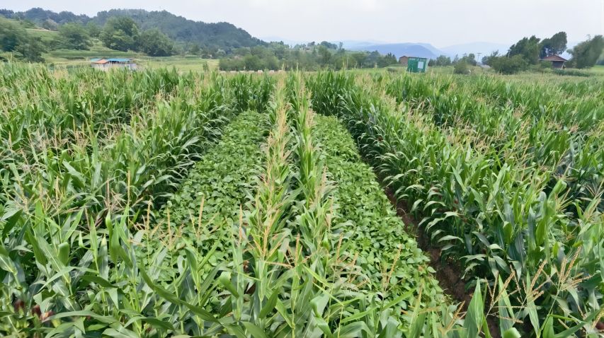 北山粮油园区春大豆复合种植长势良好