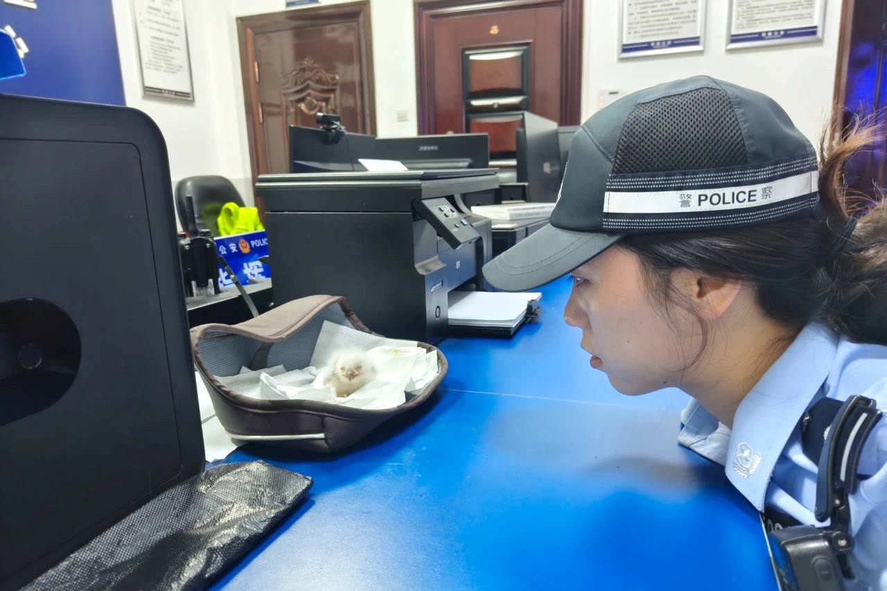 成都新都公安大丰北派出所民警悉心看顾幼鸟。新都公安供图
