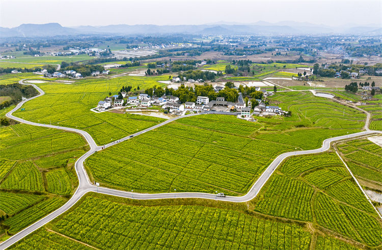 廣安區花橋鎮糧油基地。廣安區委宣傳部供圖