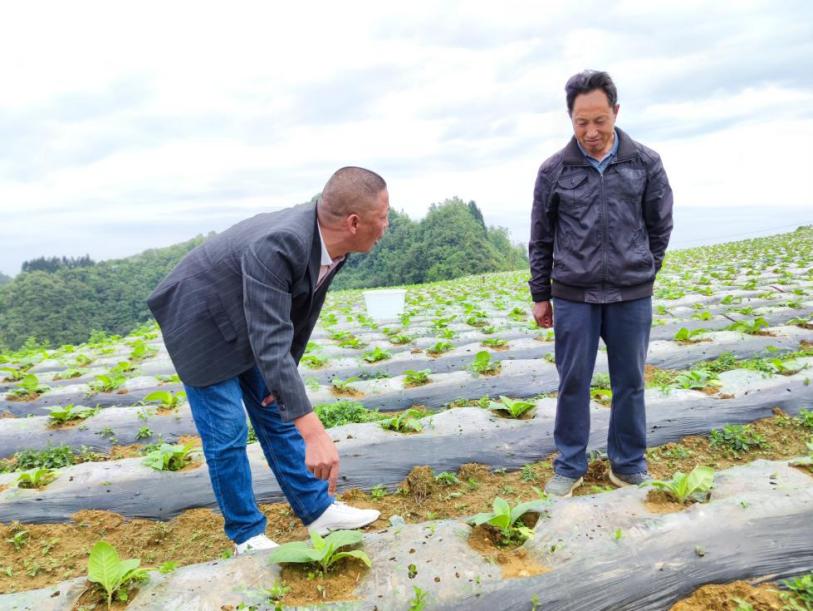 叙永县水潦烟点点长牟仕香开展“一对一”培训指导。（雷楠摄）