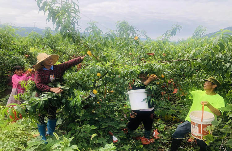 村民们采摘蟠桃。何佳朋供图