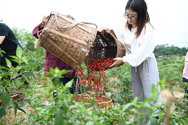 正在采摘红辣椒。蒋兵供图