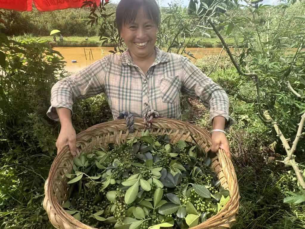 采摘藤椒。张凤莉摄
