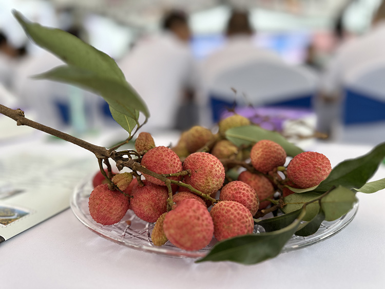 刚摘下的新鲜荔枝。叙州区融媒体中心供图