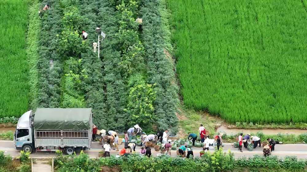 安岳縣糧經統籌促進檸檬高質量發展示范園迎來辣椒豐收。潘政吉攝